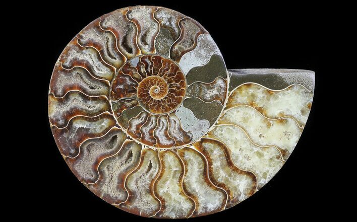 Cut Ammonite Fossil (Half) - Agatized #64944